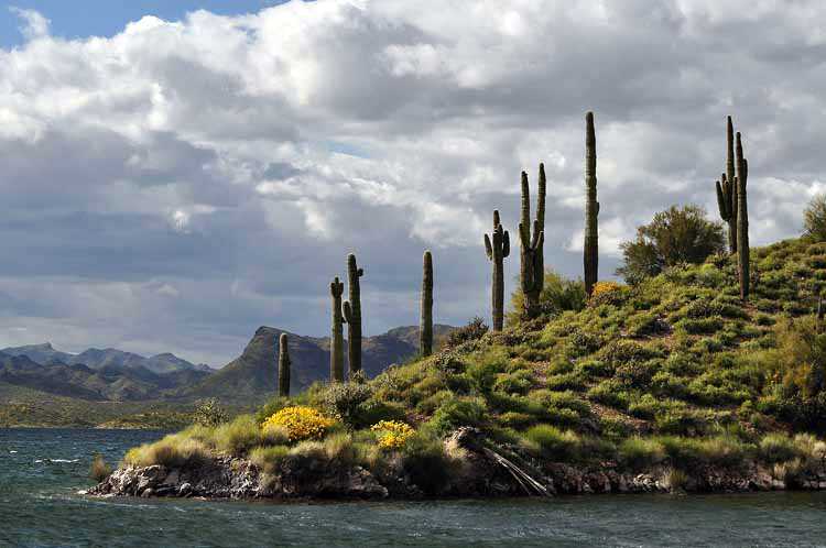 lake scene with saguaros